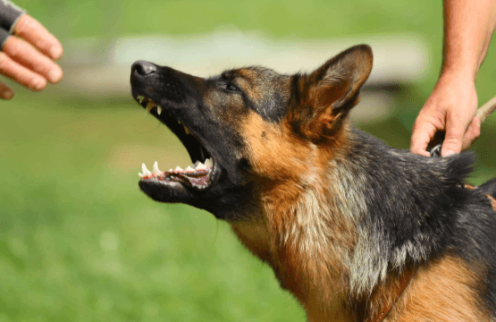 Key Tips to Protect Your Rights After a Dog Attack