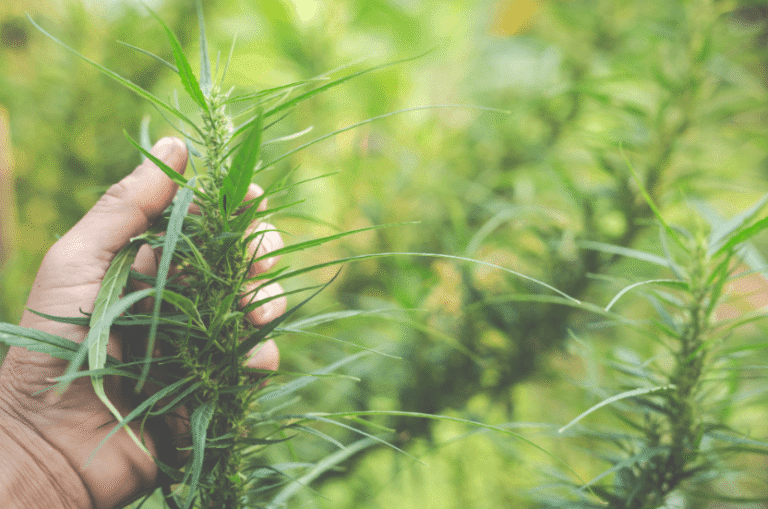 4 Factors That Impact Plant Strength and Purity