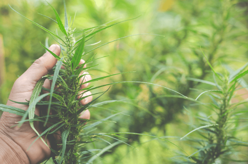 4 Factors That Impact Plant Strength and Purity