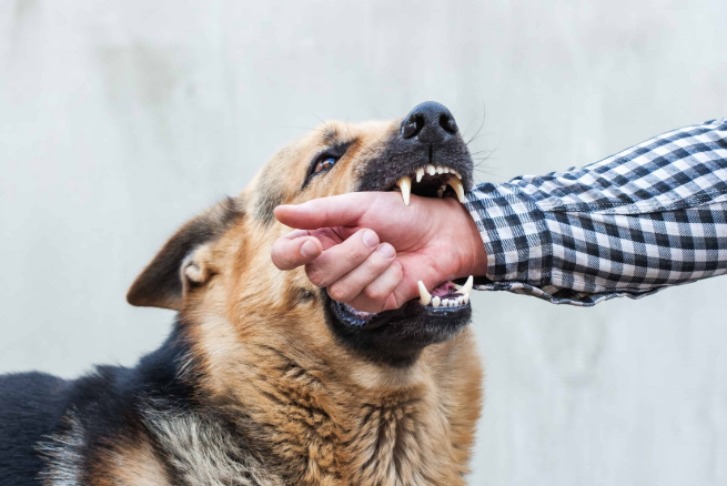 Why Scarring and Disfigurement Raise a Dog Bite Claim's Value